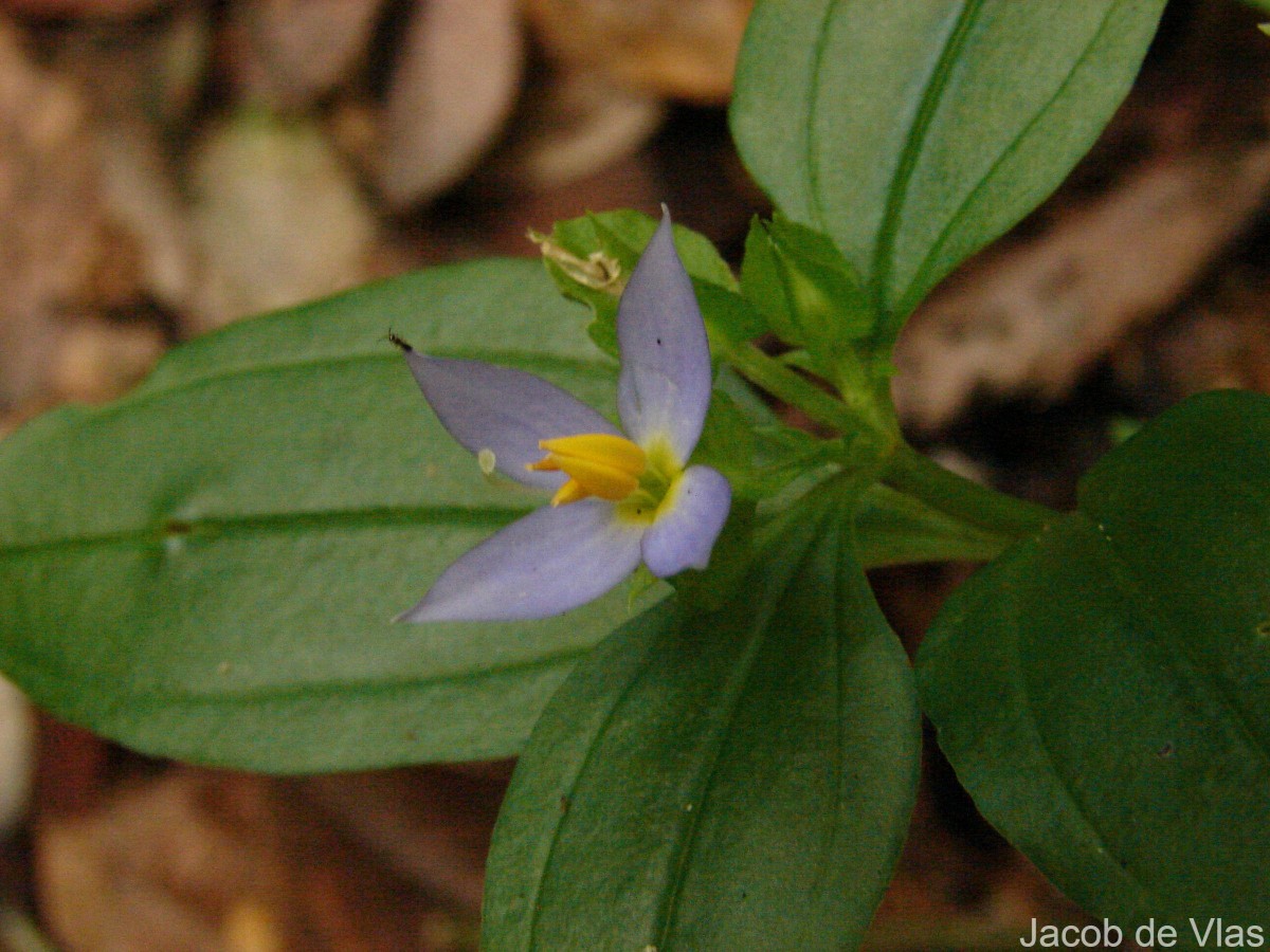 Exacum axillare Thwaites